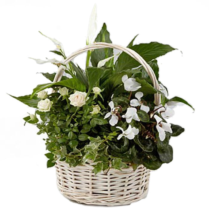 Send Sympathy Plants To Funeral Homes In Toronto and the GTA